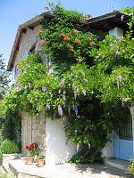 Summer - The cottage with wisteria